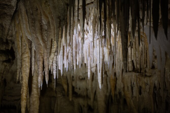 Auckland: Rotorua Māori Village, Waitomo Caves & Lunch - Walking through Whakarewarewa’s geothermal village