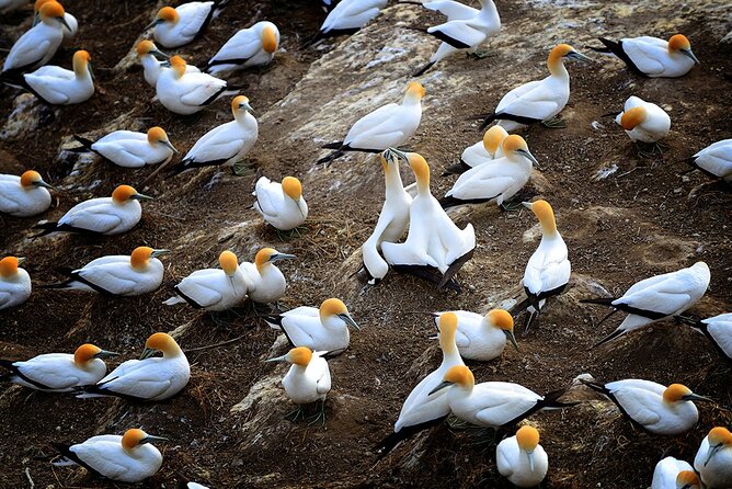 Auckland's Wild West Coast & Black Sand Beaches Tour inc Lunch - Why this five-hour route works