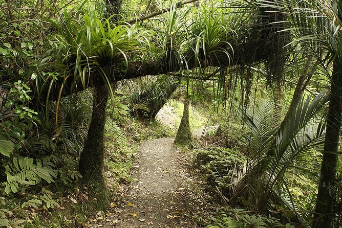 Auckland's Wild West Coast & Black Sand Beaches Tour inc Lunch - Returning by ferry or minibus