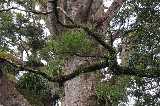 Auckland Sights Exclusive 8 Hour Luxury Day Tour - One day, many faces of Auckland