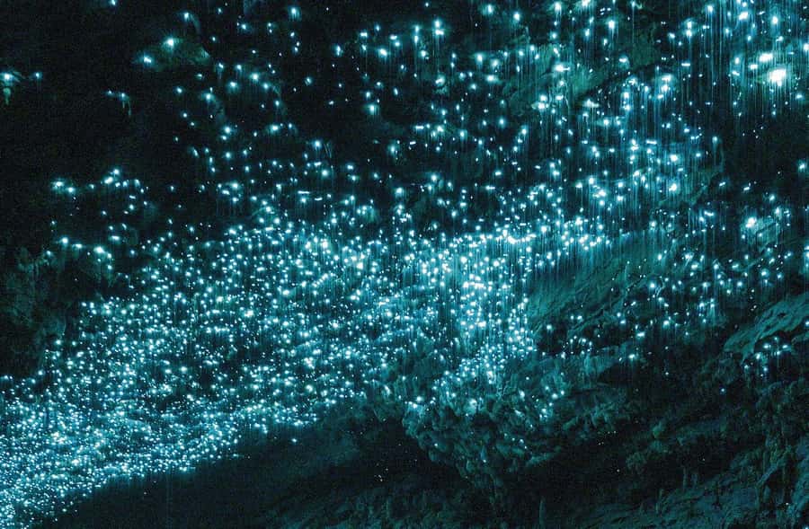 Auckland: Spellbound Glowworm Caves Explorer Tour - The Glowworm Grotto and the boat ride
