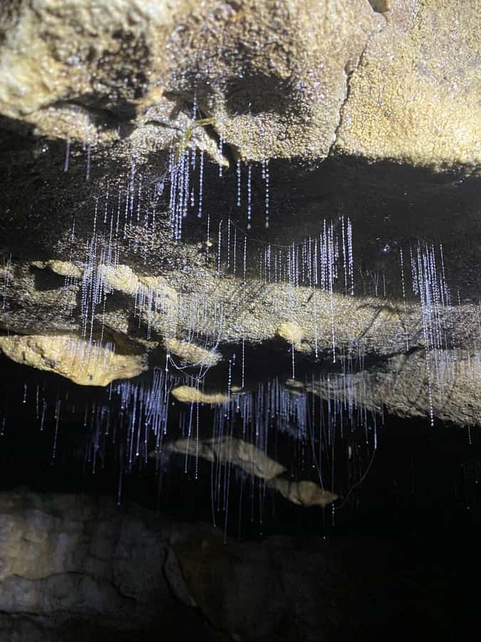 Auckland: Spellbound Glowworm Caves Explorer Tour - Otorohanga: a useful lunch stop