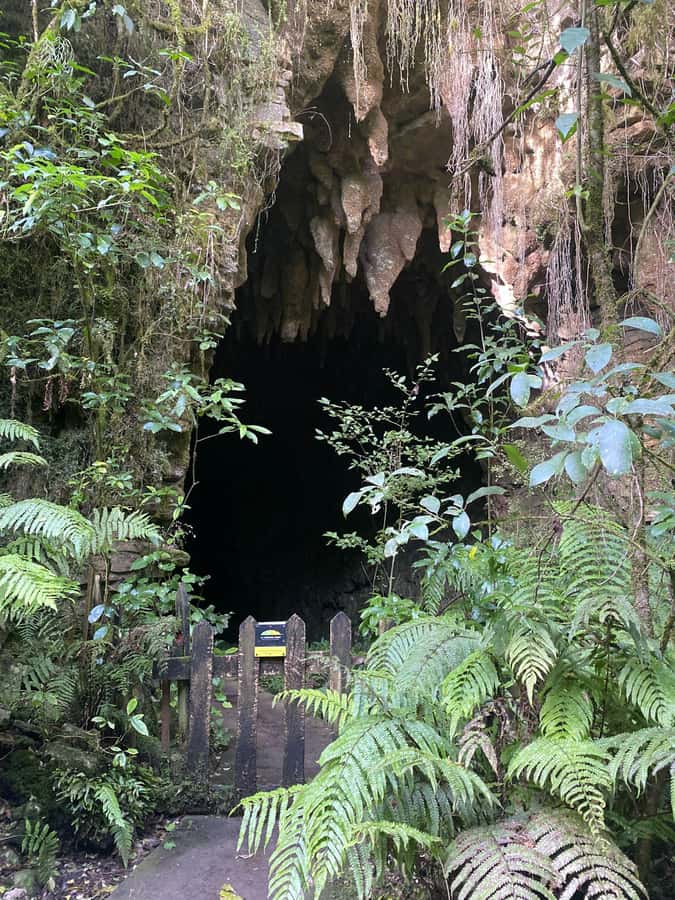 Auckland: Spellbound Glowworm Caves Explorer Tour - Who should book this tour