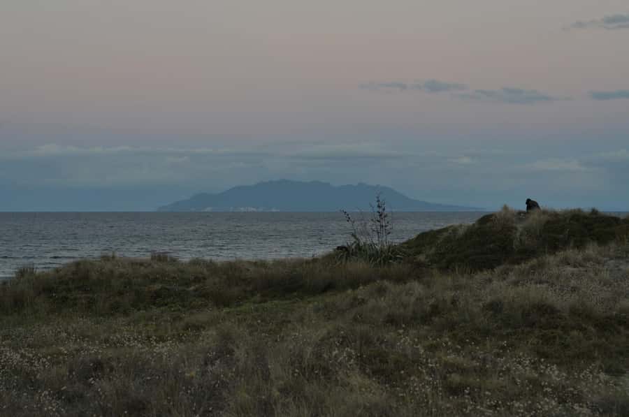 Auckland (Tawharanui): Wild Kiwi Bird Spotting Encounter - Who will get the most from this encounter