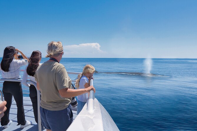Auckland: Tikapa Moana Dolphin, Whale and Island Cruise - Finding dolphins, whales, seals, and seabirds
