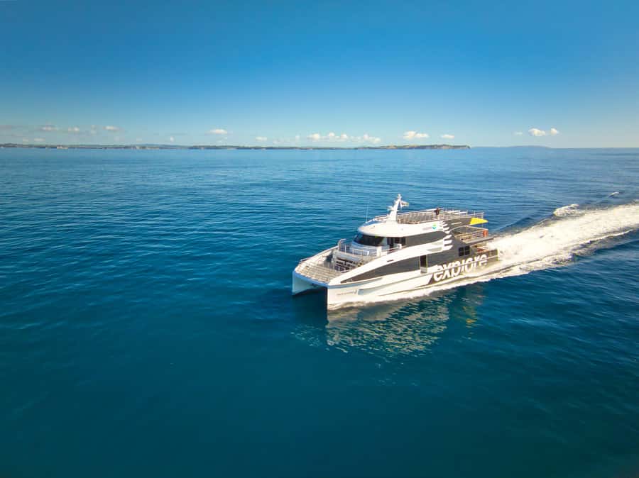 Auckland: Tikapa Moana Whales, Dolphins and Islands Cruise - Key points at a glance