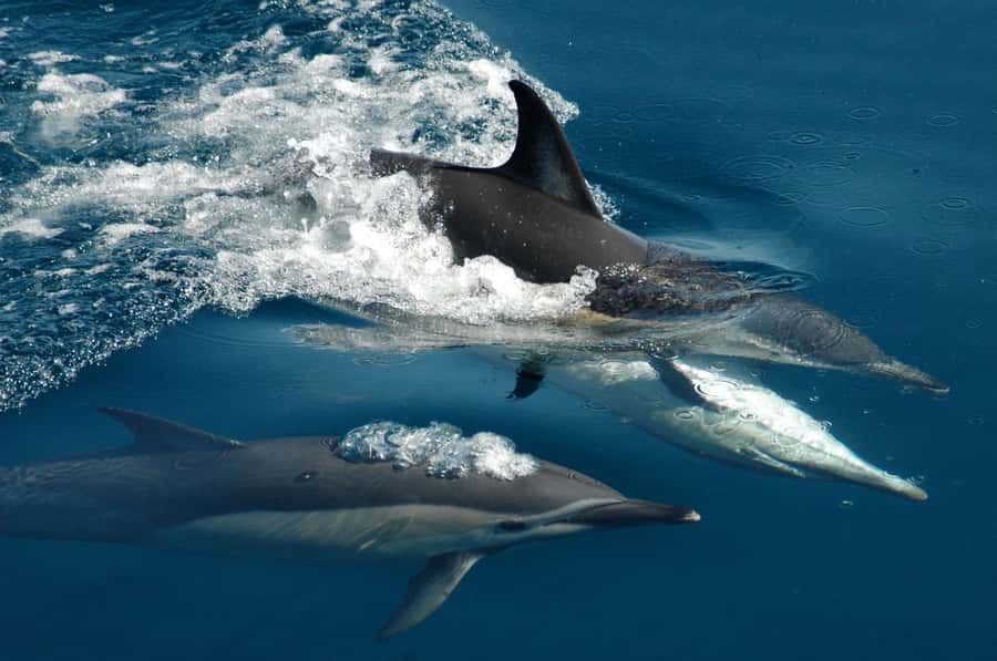 Auckland: Tikapa Moana Whales, Dolphins and Islands Cruise - Leaving Auckland for Tikapa Moana