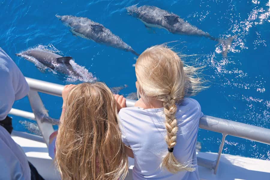 Auckland: Tikapa Moana Whales, Dolphins and Islands Cruise - Searching for dolphins and Bryde’s whales