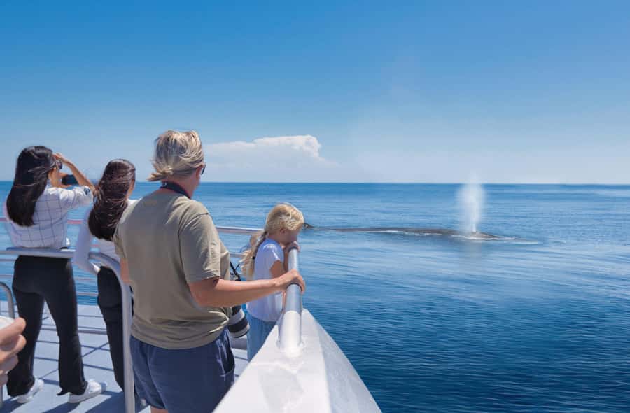 Auckland: Tikapa Moana Whales, Dolphins and Islands Cruise - The first two hours: scenery, transfers, and open water