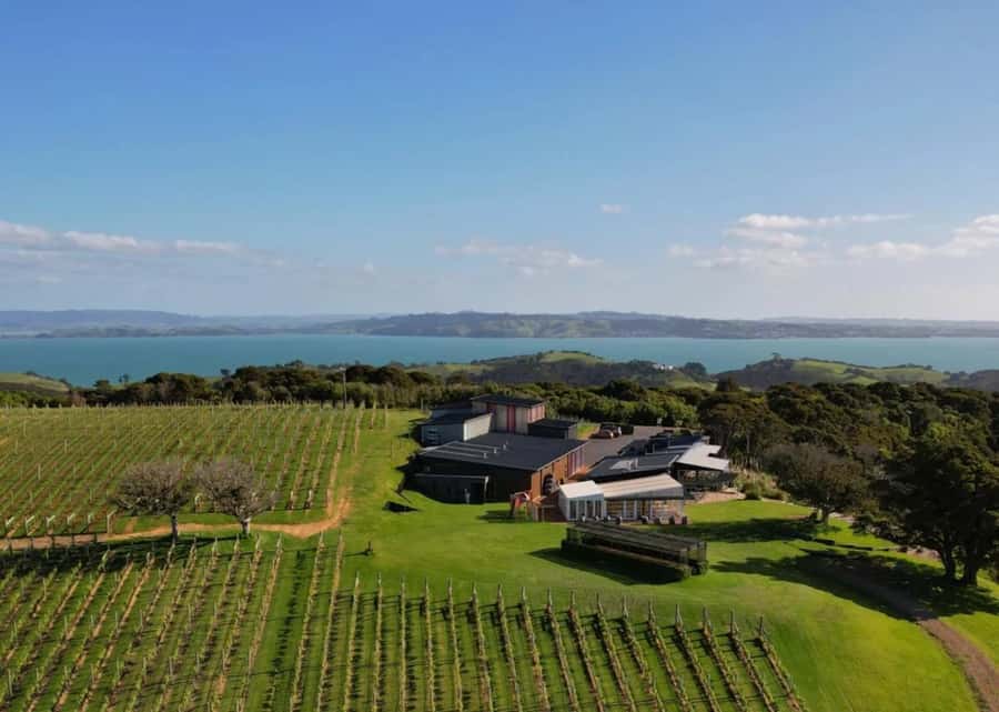 Auckland: Waiheke Island Wine and Food Tasting with Flights - Key points at a glance