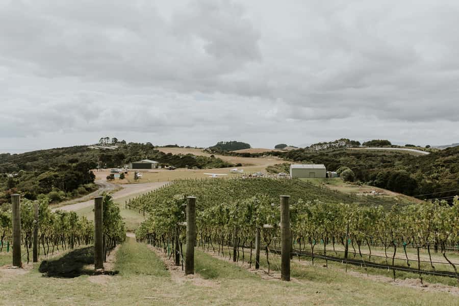 Auckland: Waiheke Island Wine and Food Tasting with Flights - The three-course lunch and wine tasting