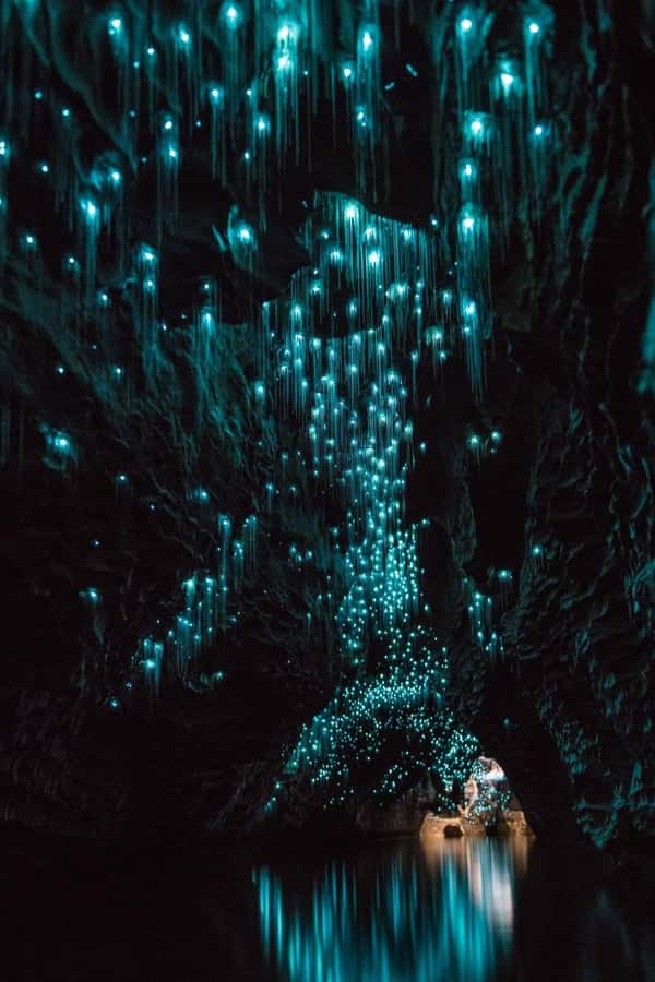 Auckland: Waitomo Caves & Rotorua - Te Puia Small-Group Tour - Inside the Waitomo Glowworm Caves