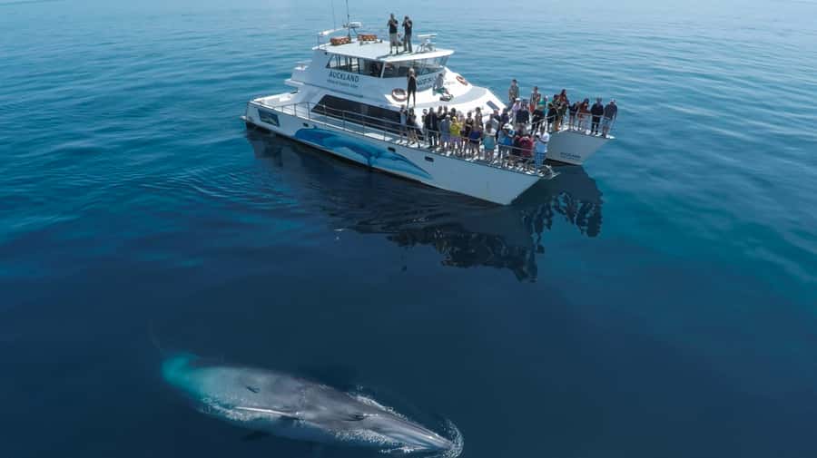 Auckland: Whale and Dolphin Watching Half-Day Eco Cruise - Key points at a glance