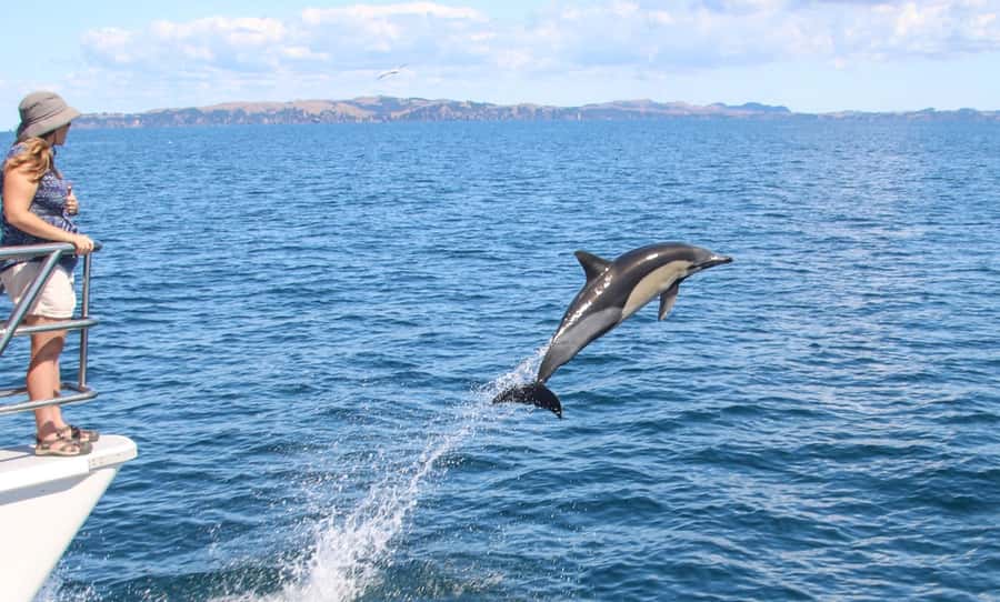 Auckland: Whale and Dolphin Watching Half-Day Eco Cruise - Seeing dolphins without rushing them