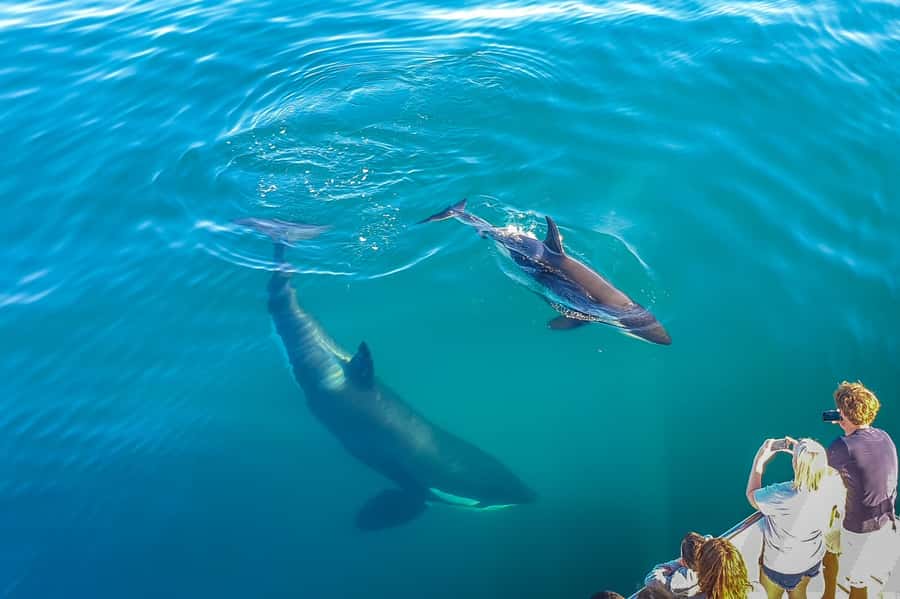 Auckland: Whale and Dolphin Watching Half-Day Eco Cruise - The crew adds science to the safari