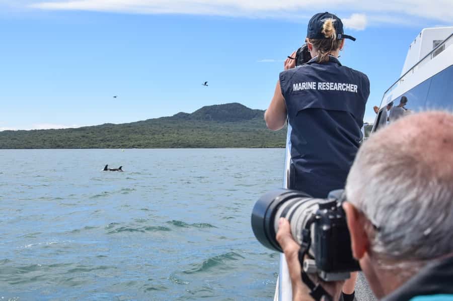 Auckland: Whale and Dolphin Watching Half-Day Eco Cruise - Is $130 a fair price?