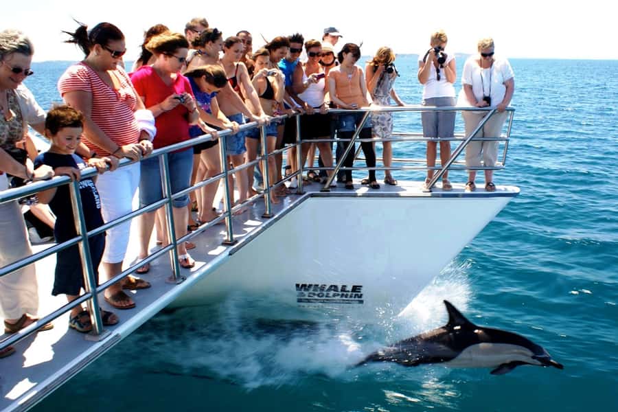 Auckland: Whale and Dolphin Watching Half-Day Eco Cruise - Who should book this cruise?