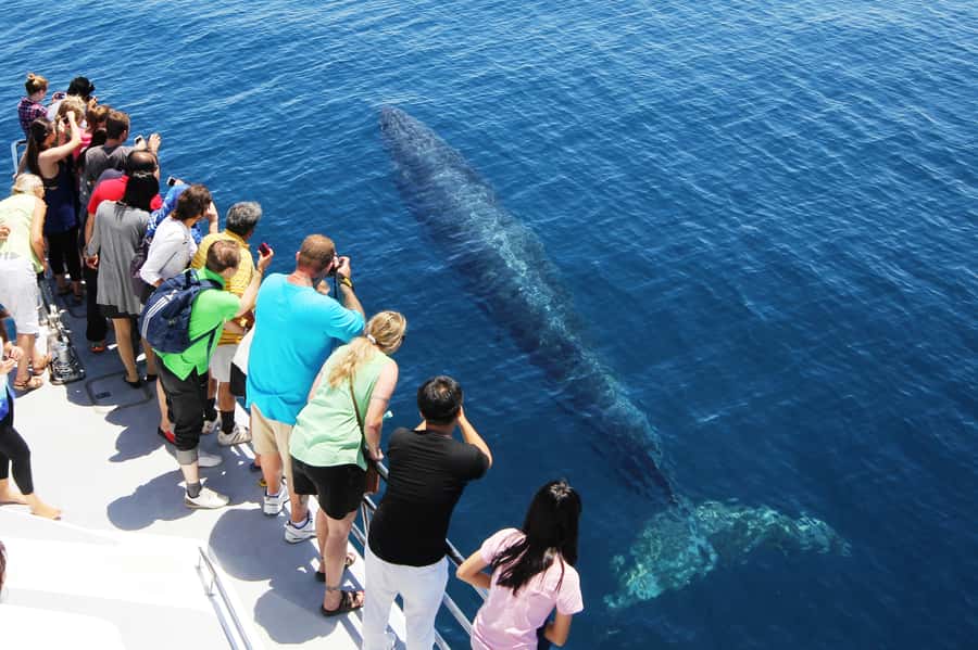 Auckland: Whale and Dolphin Watching Half-Day Eco Cruise - My call: book it for the gulf, not a guarantee