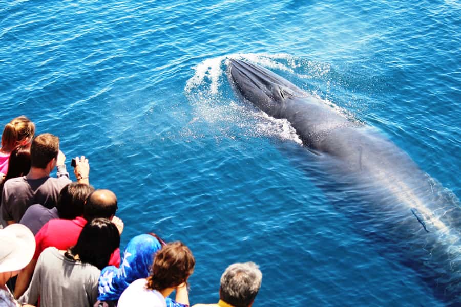 Auckland: Whale and Dolphin Watching Half-Day Eco Cruise - How the wildlife search works