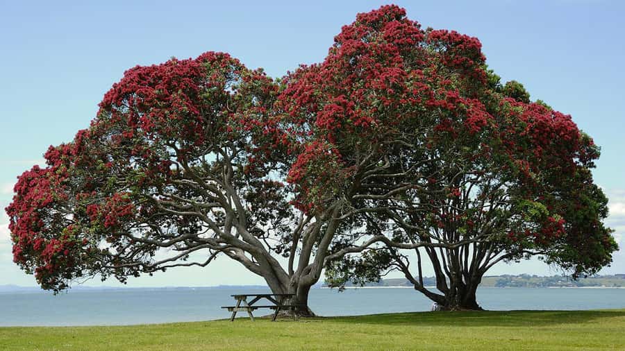 Auckland: Wild West Coast, Black Sand Beaches Tour inc Lunch - North Head adds views and Auckland’s military past
