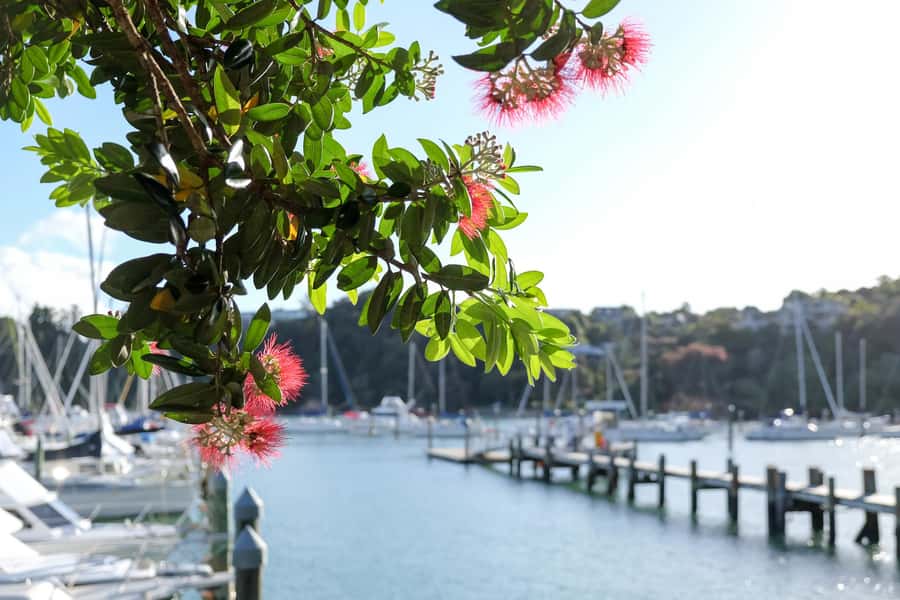 Bay of Islands: 1 Hour Scenic Bay of Islands Tour - Starting in Opua beside the yacht harbor