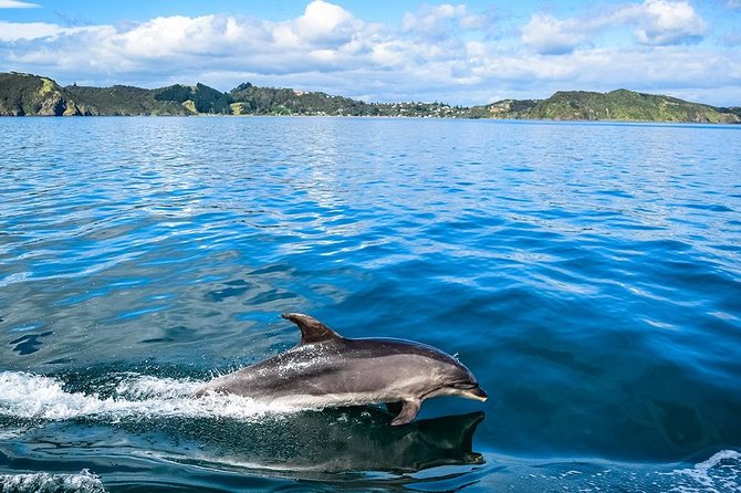 Bay of Islands 2-Day Small Group Tour & Cruise from Auckland - Tāne Mahuta in Waipoua Forest