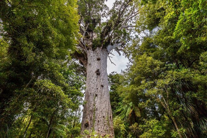 Bay of Islands 2-Day Small Group Tour & Cruise from Auckland - Opononi and the wide Hokianga Harbour