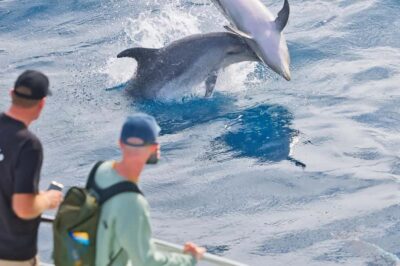 Discover the Bay Cruise with Island Lunch