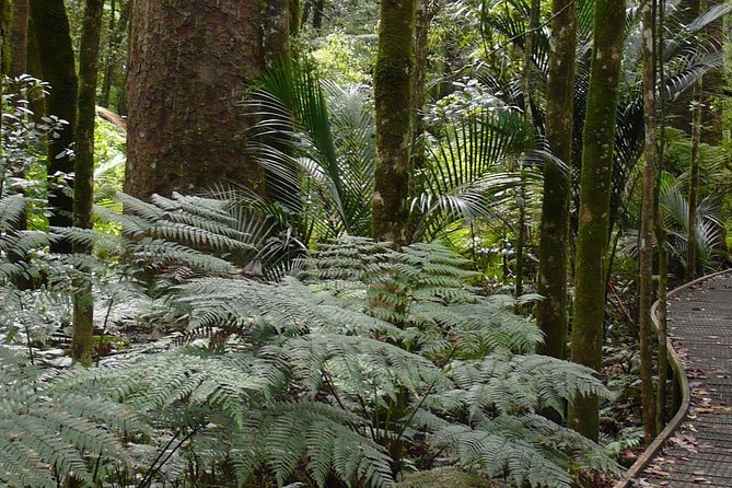 Bay of Islands Glow Worm Caves & Scenic Shore Excursion - Manginangina Kauri Walk and Northland’s giant trees