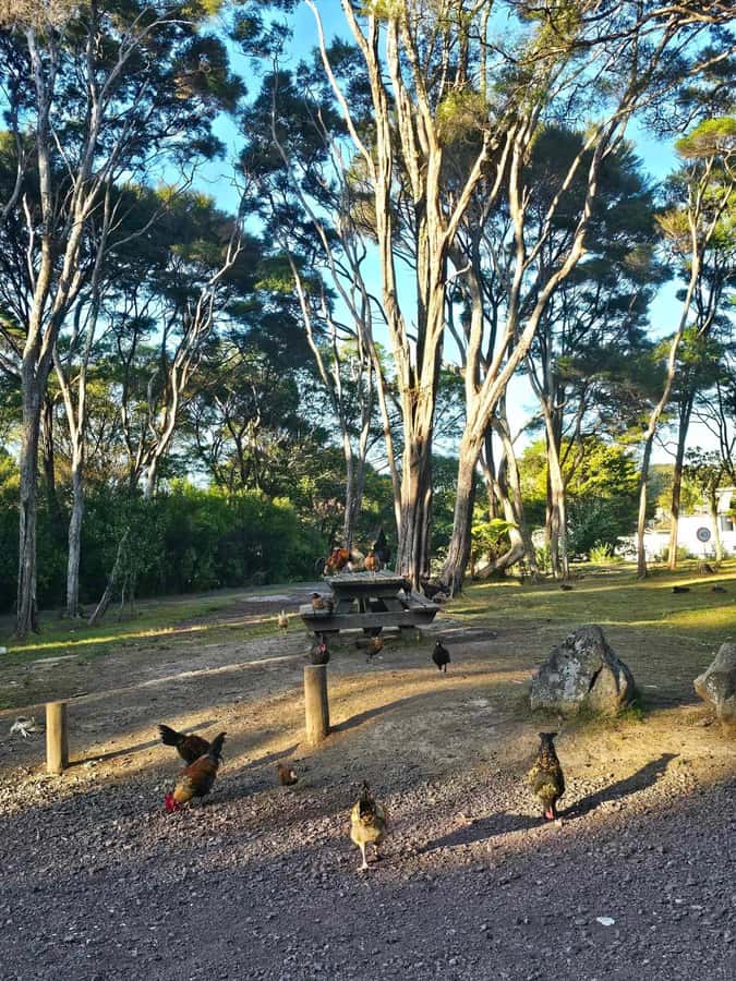 Bay of Islands - Mini Tour (75-90 mins) - Who will get the most from this tour