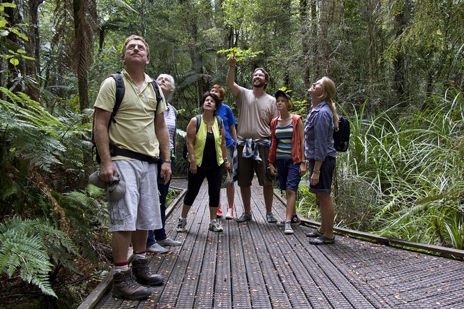 Bay of Islands Shore Excursion: Puketi Rainforest Guided Walk - Key points to know before you book
