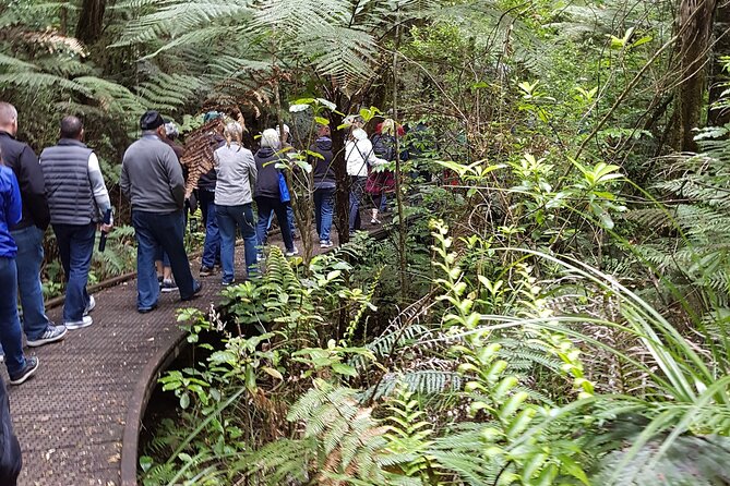 Bay of Islands Shore Excursion: Puketi Rainforest Guided Walk - Waterfalls, birds, and the sounds of the forest