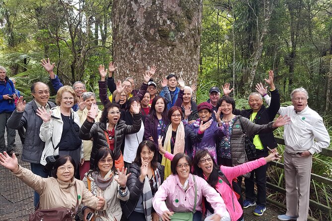 Bay of Islands Shore Excursion: Puketi Rainforest Guided Walk - Morning tea and what to bring