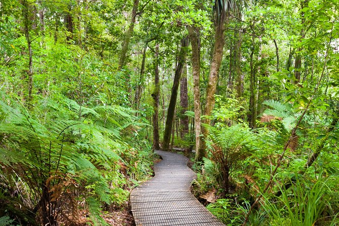 Bay of Islands Shore Excursion: Puketi Rainforest Guided Walk - Is the $157.01 price good value?