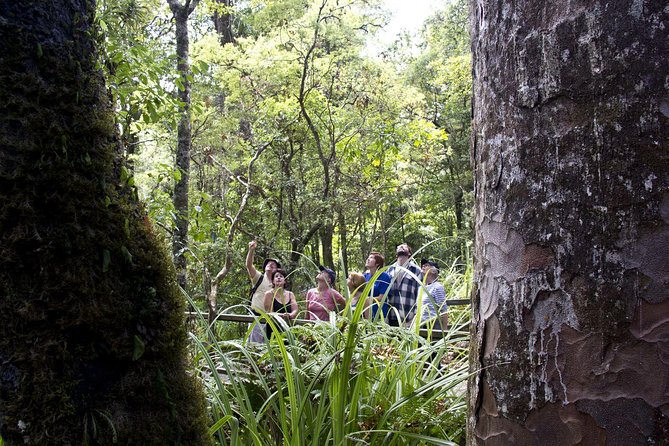 Bay of Islands Shore Excursion: Puketi Rainforest Guided Walk - Walking beneath the kauri giants
