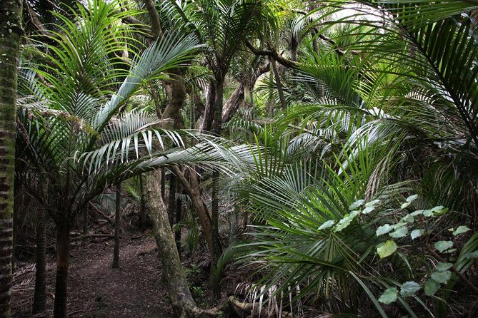Beautiful Nature Tours Auckland - Private Tour - From Kumeu Vineyards to the Rainforest