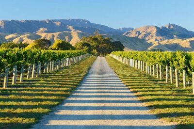 Beyond the Vines – Full-Day Marlborough Wine Tasting Tour