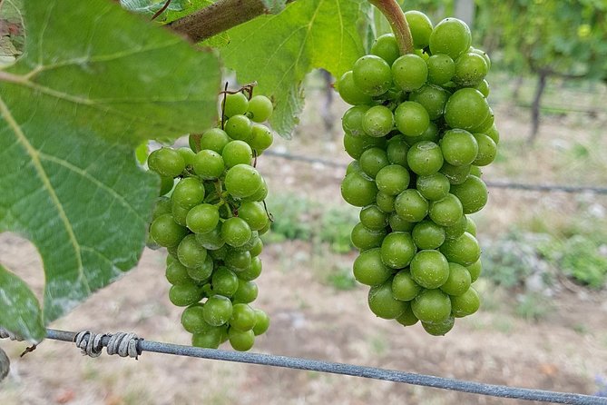 Beyond the Vines - Full-Day Marlborough Wine Tasting Tour - Why the small van is worth choosing