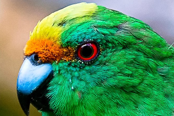 Bird Watching and Dolphin Eco-Tour to Blumine Island - Why Blumine Island makes this more than a boat ride