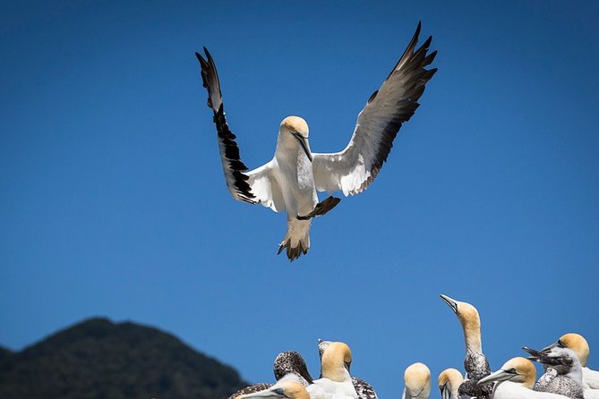 Bird Watching and Dolphin Eco-Tour to Blumine Island - The rare birds of Blumine Island