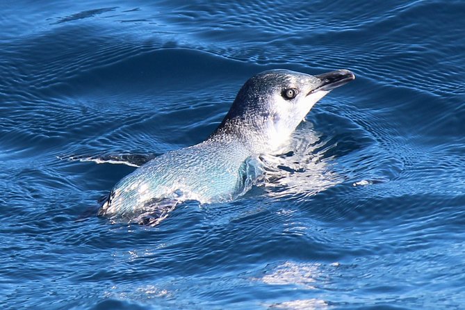 Bird Watching and Dolphin Eco-Tour to Blumine Island - Guides who make the sightings count