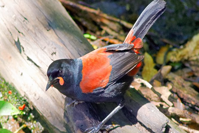 Bird Watching and Dolphin Eco-Tour to Blumine Island - What the wildlife search can include