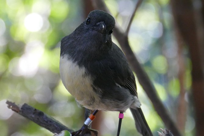 Bird Watching and Dolphin Eco-Tour to Blumine Island - Timing, comfort, and the light refreshments