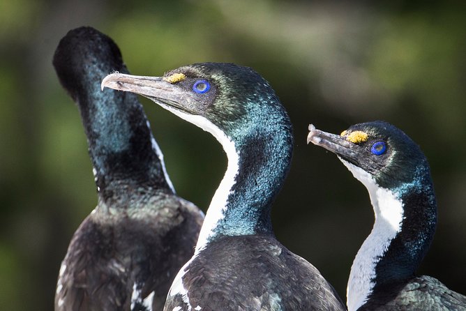 Bird Watching and Dolphin Eco-Tour to Blumine Island - Is €112.18 a fair price?