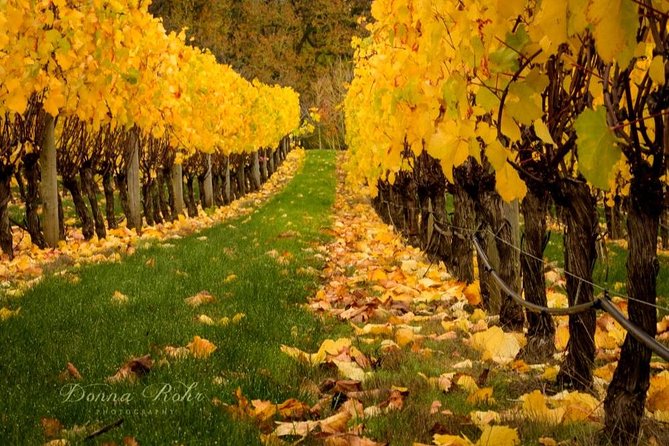 Blenheim Half day Wine Tour - Starting at 10:00 in Blenheim