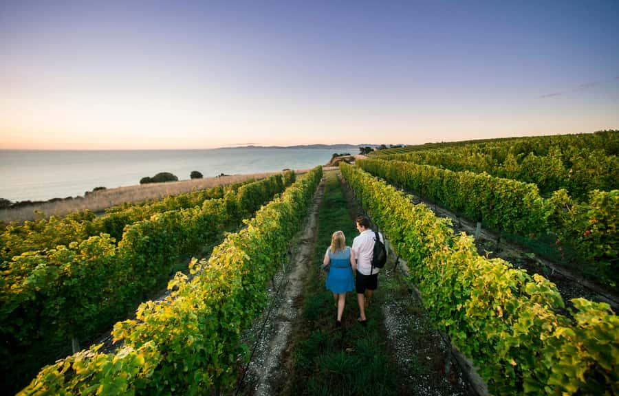 Blenheim/Renwick: Marlborough Half-Day Wine Tour with Lunch - Why this Marlborough tour works in four hours