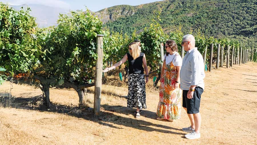 Boutique Winery Half-Day Tour & Vineyard Platter-Style Lunch - The 11am start and the road through Kawarau Gorge