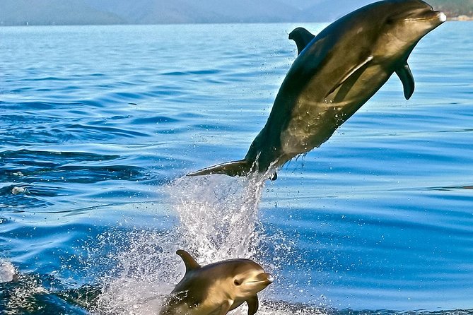 Captain Cook and Dolphin Cruise - A morning on the Marlborough Sounds