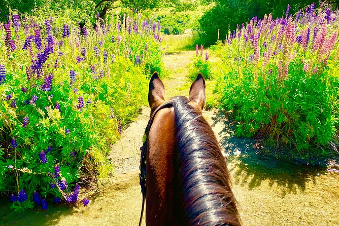 Cardrona High Country Pub Trail Horse Riding Trek (Intermediate+) - Guides, horses, and the feel of the ride