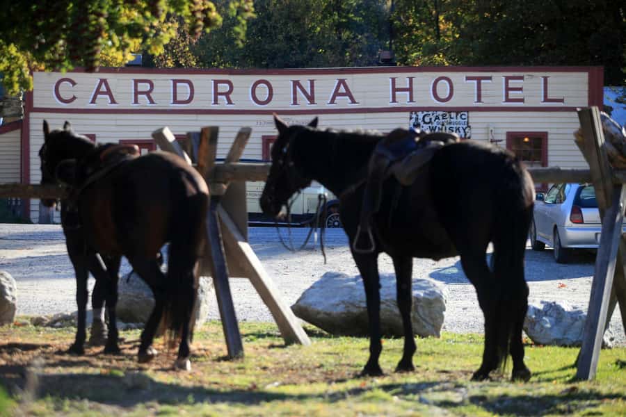 Cardrona Valley: Horse Trekking Experience - What the three-hour outing actually includes